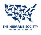 Walking horse trainer charged with animal cruelty (shocking video)