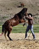 Sunol horse trainer named 'rookie champion' at SoCal event Sunol horse trainer named 'rookie champion' at SoCal event
