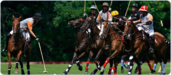 Learn to play Polo at the Buckingham Polo Club and Academy