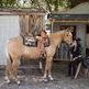 Celebrating horse and rider at Stoney Point Ranch in Chatsworth