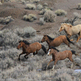 Wild Horse Controversy in Kansas
