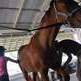 Horses, people connect at Cape Coral's Saddlewood Ranch