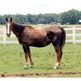 Starved horse on the trail to recovery Starved horse on the trail to recovery