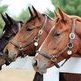 Horses are answer to terminally ill New Baden boy's wish Horses are answer to terminally ill New Baden boy's wish