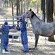 Two More Queensland Horses, Dog Test Positive for Hendra Two More Queensland Horses, Dog Test Positive for Hendra
