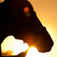 New USDA Rule to Provide Protection for Horses New USDA Rule to Provide Protection for Horses