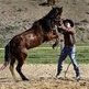 Sunol horse trainer named 'rookie champion' at SoCal event Sunol horse trainer named 'rookie champion' at SoCal event