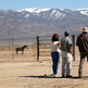 Mustang Advocates: Gather Jeopardizes Pregnant Mares, Foals Mustang Advocates: Gather Jeopardizes Pregnant Mares, Foals
