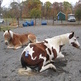 Ten Minute Trick- Making a Bombproof horse
