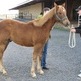Popular Low-Cost Gelding Program Expanding Beyond CA Popular Low-Cost Gelding Program Expanding Beyond CA