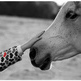 New Laws Against Killing Horses New Laws Against Killing Horses