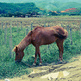 Hay Prices Rise and Horses Get Hungry Hay Prices Rise and Horses Get Hungry