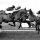 Presvis, a Top Horse, Died due to Colic Presvis, a Top Horse, Died due to Colic