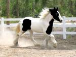 Stallion Horse