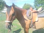 DC PEPPYS TEXAS MARK