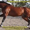 Adlon 58