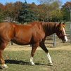 Sorrel QH Gelding