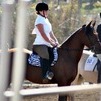 Legacy (Sport Horse)