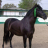 Andalusian Mares