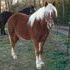 14.2 FLASHY Haflinger Gelding
