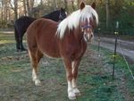 14.2 FLASHY Haflinger Gelding