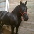 Lady Arabella