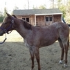 Wrangler