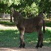 Miniature Donkey