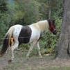 Camanche Beautiful Paint/Twh