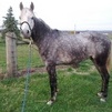 Caspian