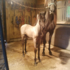 catch a look at blue hope 