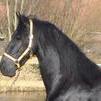 7 year old black Friesian gelding