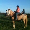 Roany Pony