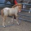 AMHR Miniature Colts