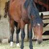 Sedi