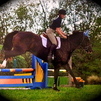 Bandit - Hunter/Jumper for sale