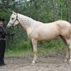 Hackamore Lexie