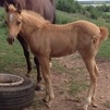 Pending AQHA 