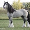 Taskin