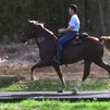 Charlie/Single footing gelding