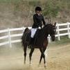  Arabian Horses for Sale 