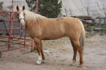 Ginger, $3,500.00
