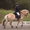 fjord horse