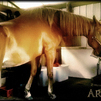Aries