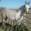 Sterling ( Tawny's Sterling Merry Boy) 