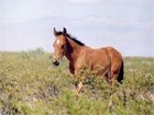Texas Ranch Deals
