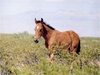 Texas Ranch Deals