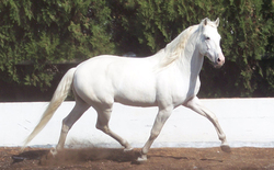 Lusitano