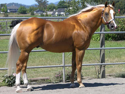 Palomino Palomino