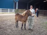 Dartmoor Pony